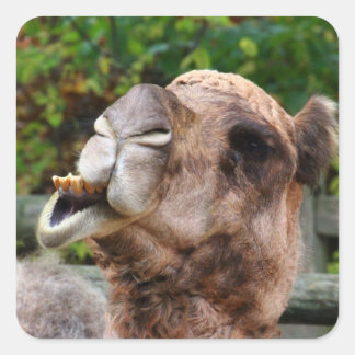 Funny Camel Wildlife Animal Foto Quadratischer Aufkleber