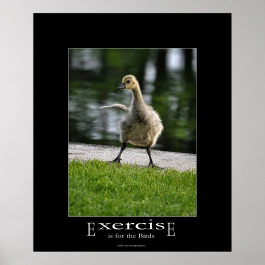 Funny Canada Goose Gosling Exercure Demotivational Poster (Vorne)