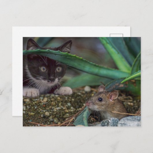 Funny Cat and Mouse Postcard Postkarte (Vorne/Hinten)