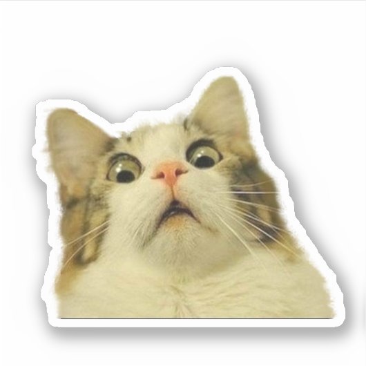 Funny Cat Aufkleber (Vorderseite)