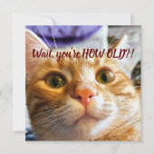 Funny Cat Birthday (Vorderseite)