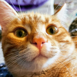 Funny Cat Birthday Card Magnetkarte