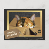 Funny Cat Birthday Postcard Postkarte (Vorderseite)