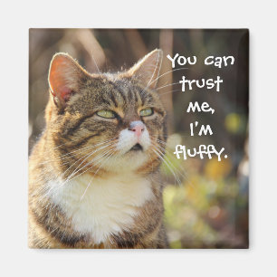 Funny Cat Caption Trust Me I'm Fluffy Magnet
