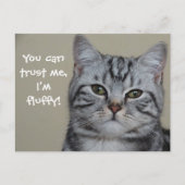 Funny Cat Caption Trust Me I'm Fluffy Postkarte (Vorderseite)