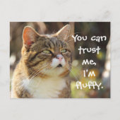 Funny Cat Caption Trust Me I'm Fluffy Postkarte (Vorderseite)