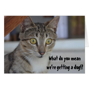 Funny Cat Erleben Sie eine Hunde Humor Überraschun