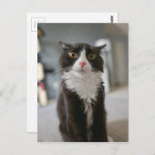Funny Cat Face Postkarte (Vorne/Hinten)