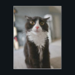 Funny Cat Face Postkarte<br><div class="desc">Funny Cat Face</div>
