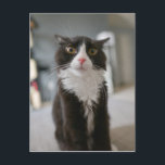Funny Cat Face Postkarte<br><div class="desc">Funny Cat Face</div>