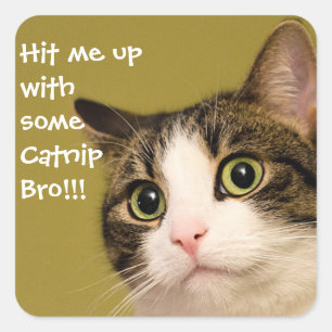 Funny Cat Foto Catnip Caption Quadratischer Aufkleber