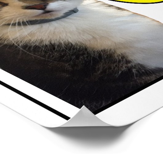 Funny Cat Foto Poster (Ecke)