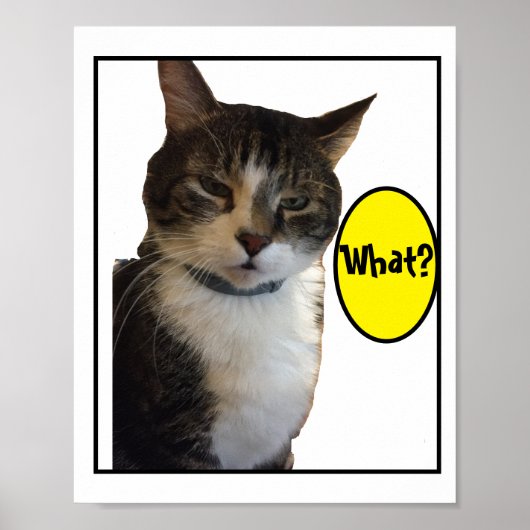 Funny Cat Foto Poster (Vorne)