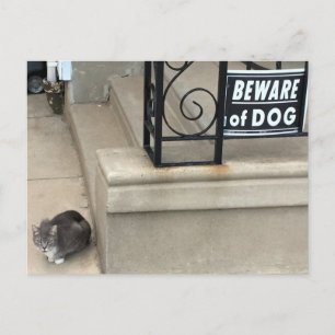 Funny Cat Foto Postkarte