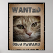 Funny Cat Gewollt Poster (Vorne)