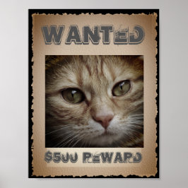Funny Cat Gewollt Poster