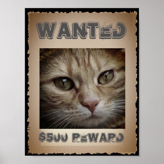Funny Cat Gewollt Poster (Vorne)