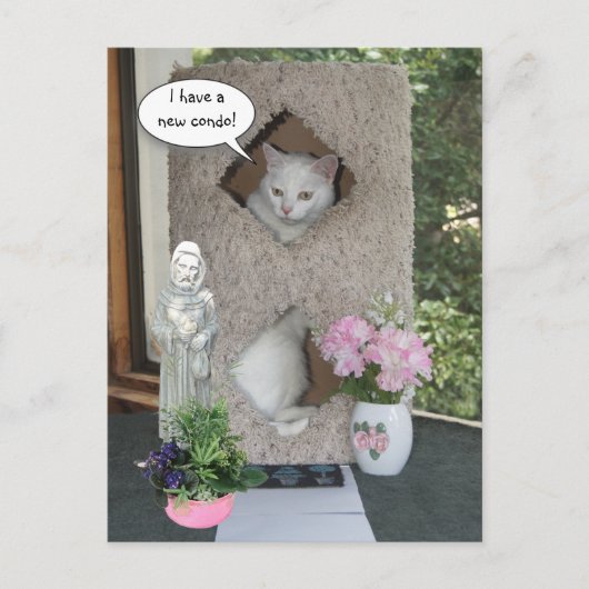 Funny Cat/ I ve Moved/New Address Ankündigungspostkarte (Vorderseite)