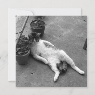Funny Cat Lounges Schwarz-Weiß Karte