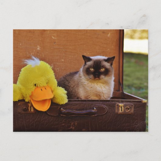 Funny Cat mit einer Ente im Kofferraum Postkarte (Vorderseite)