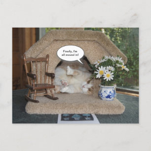 Funny Cat neue Adresse übertragen Ankündigungspostkarte