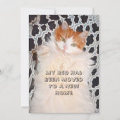 Funny Cat Niedlich Moving New Address Ankündigung (Vorderseite)