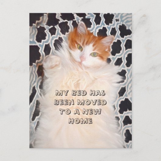 Funny Cat Niedlich Moving New Address Postkarte (Vorderseite)