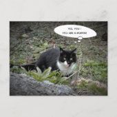 Funny Cat Postcard Postkarte (Vorderseite)