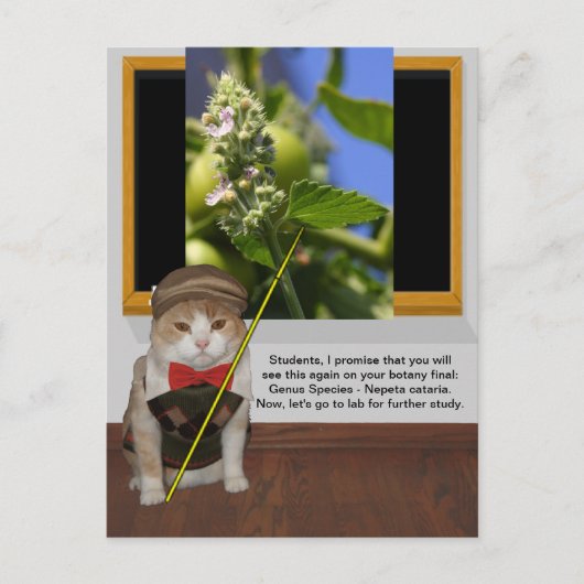 Funny Cat Professor Postkarte (Vorderseite)