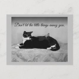 Funny Cat und Annoying Parakeet Postkarte