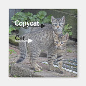Funny Cat und Copycat Fotografie Magnet (Vorne)