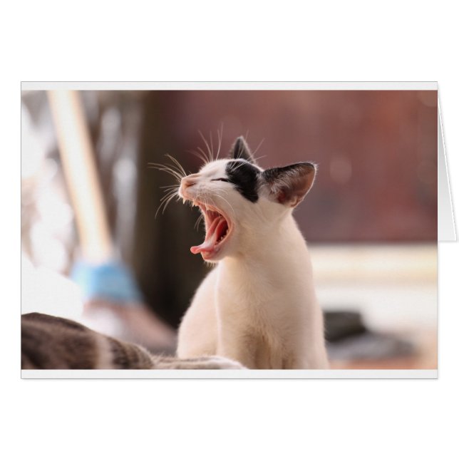 Funny Cat Yawning (Vorderseite (Horizontal))
