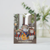 Funny Cats Feliz Cinco de Mayo Postkarte (Stehend Vorderseite)