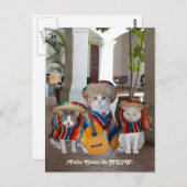 Funny Cats Feliz Cinco de Mayo Postkarte (Vorne/Hinten)