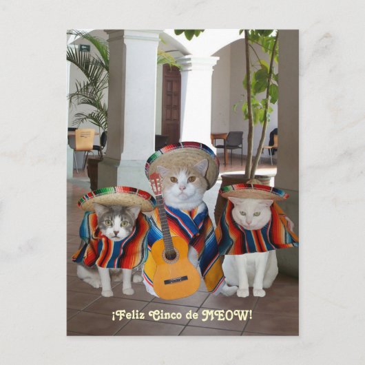 Funny Cats Feliz Cinco de Mayo Postkarte (Vorderseite)