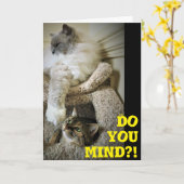 Funny Cats, Karte (Gelbe Blume)