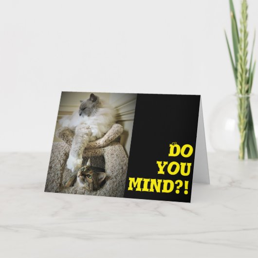 Funny Cats, Karte (Vorderseite)