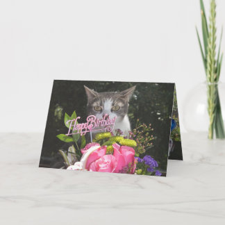 Funny Cats/Kätzchen Gerne zum Geburtstag aus unser Karte
