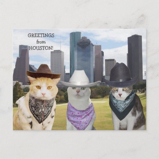 Funny Cats / Kätzchen Grüße aus Houston Postkarte (Vorderseite)