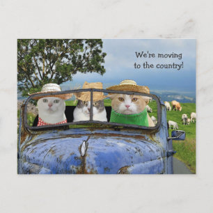 Funny Cats Moving Postcard Ankündigungspostkarte