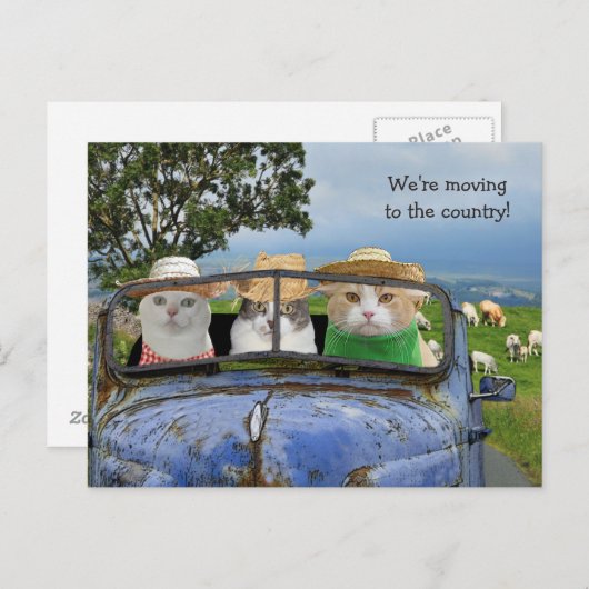 Funny Cats Moving Postcard Ankündigungspostkarte (Vorne/Hinten)