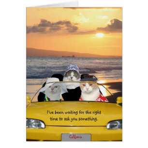 Funny Cats on Beach on a Date