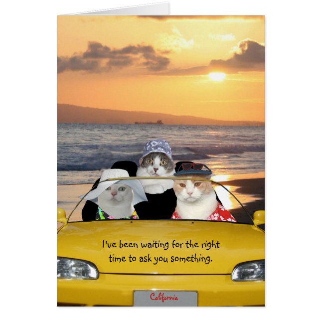 Funny Cats on Beach on a Date (Vorne)