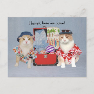 Funny Cats on Cruise Postkarte