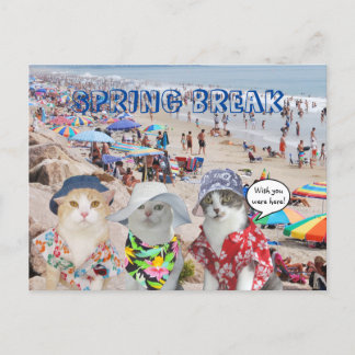 Funny Cats on Spring Break Postkarte