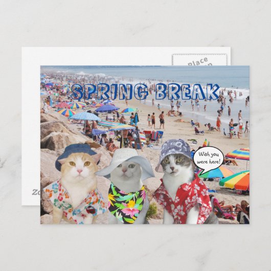Funny Cats on Spring Break Postkarte (Vorne/Hinten)