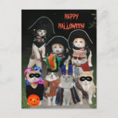 Funny Cats Prowling zu Halloween Postkarte (Vorderseite)