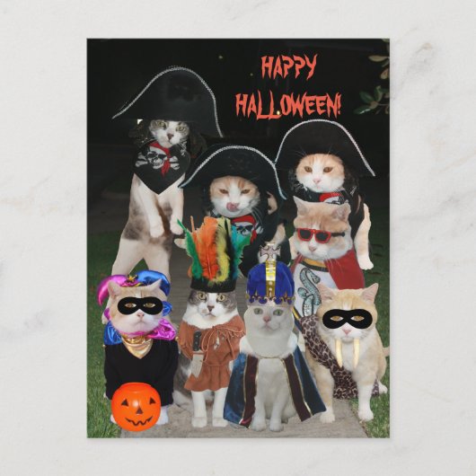 Funny Cats Prowling zu Halloween Postkarte (Vorderseite)