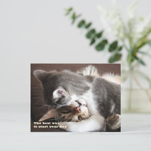 Funny Cats squeeze hug Postkarte (Stehend Vorderseite)