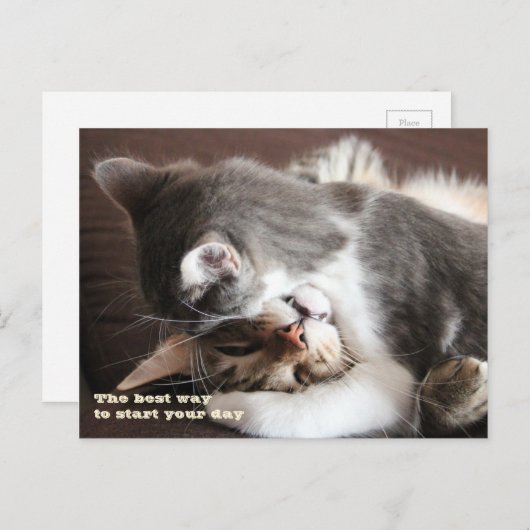 Funny Cats squeeze hug Postkarte (Vorne/Hinten)